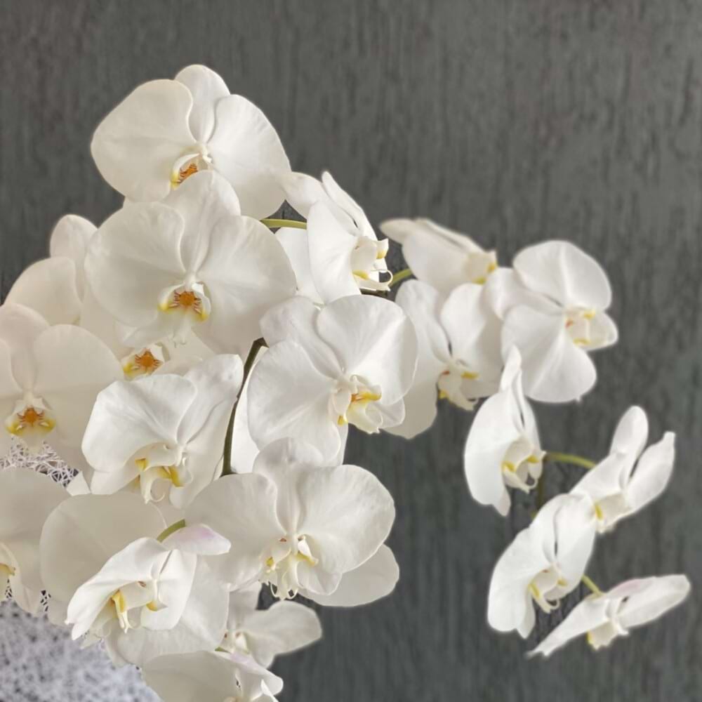 Phalaenopsis En Masse