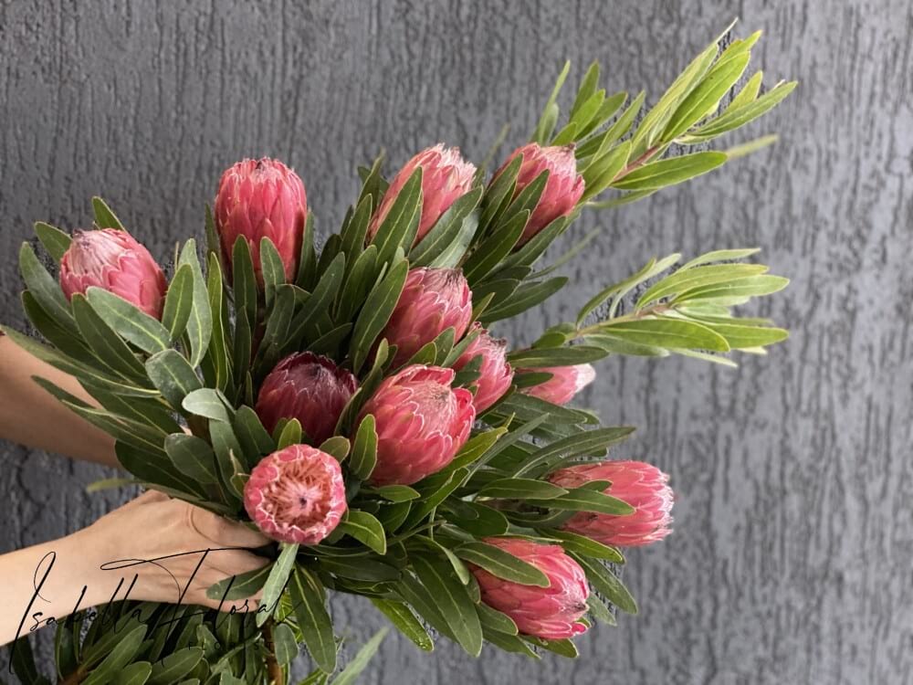 Proteas
