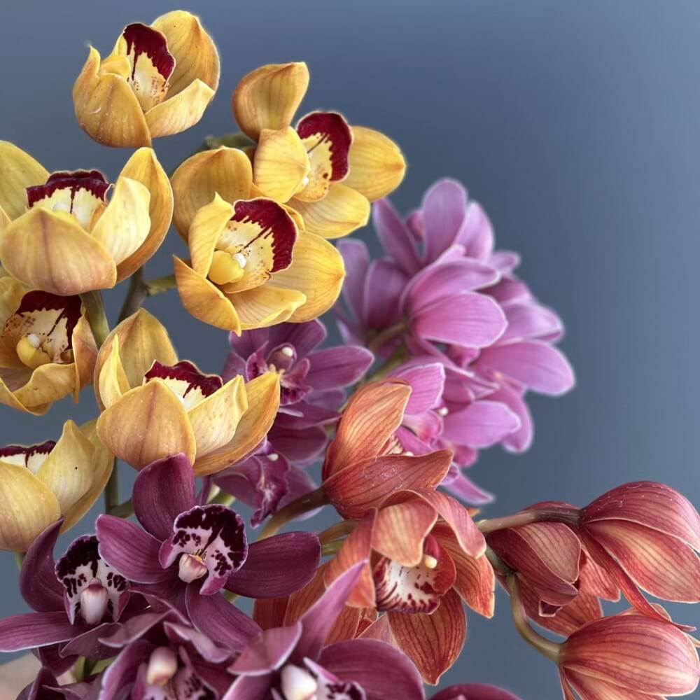 Cymbidium Orchid En Masse