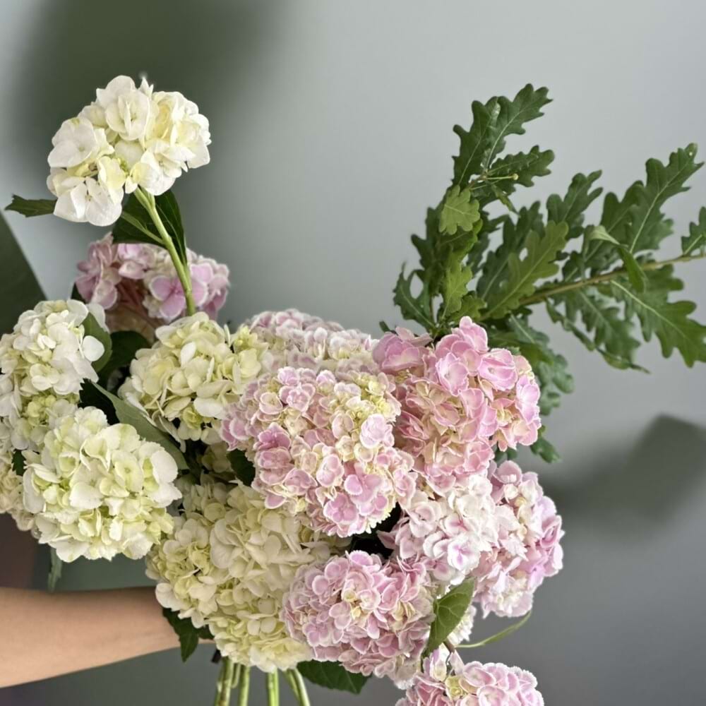 Hydrangeas En Masse