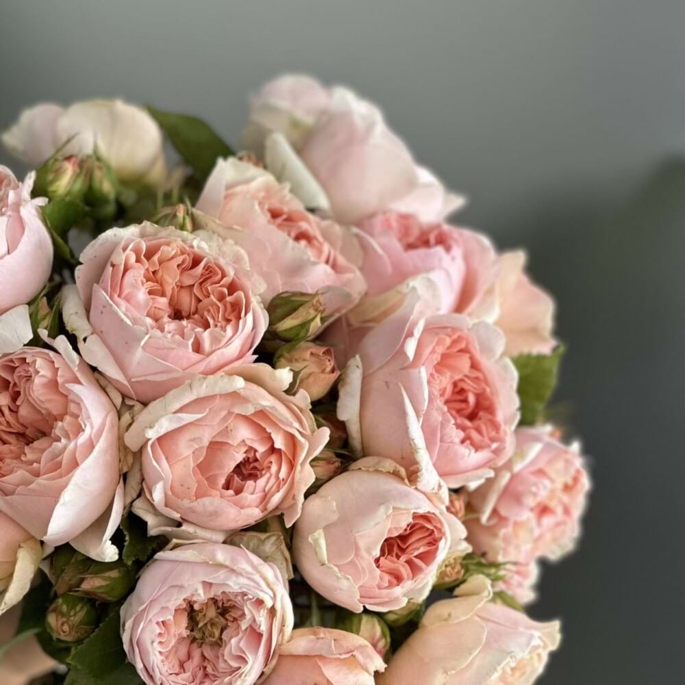 David Austin Roses 