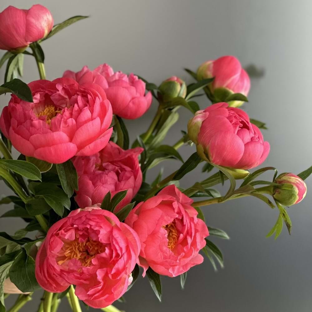 Peony En Masse