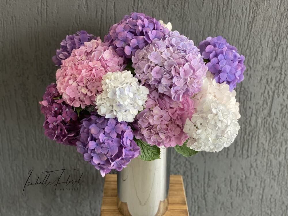 Hydrangea en masse