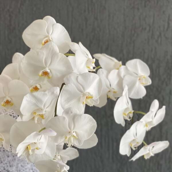 Phalaenopsis en masse
