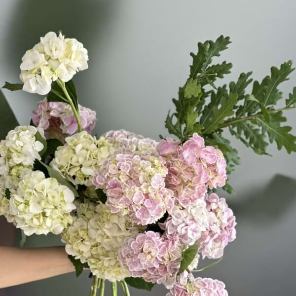 Hydrangeas En Masse